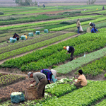 Agricultural